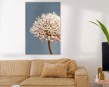 Allium soft blue van Aminda