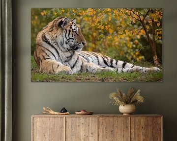 Siberian tiger in autumn in 16x9 format by Patrick van Bakkum