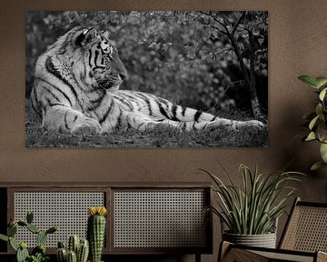 Tigre de Sibérie en automne au format 16x9 (noir et blanc) sur Patrick van Bakkum
