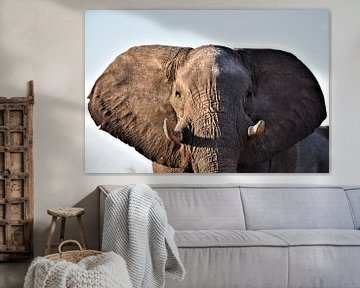 Elephant portrait by Amy Huibregtse