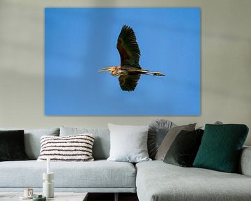 Purple heron by Merijn Loch