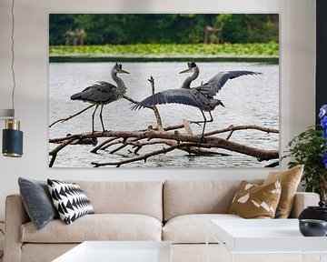 grey heron's prank by Merijn Loch