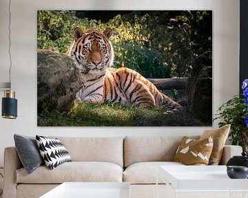 Tiger! van Mark Bonnenberg