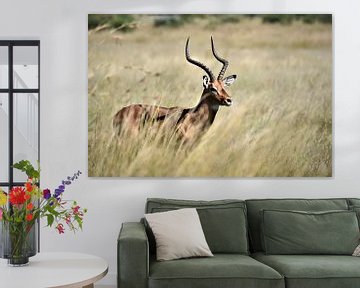 Impala op de savanne van Amy Huibregtse