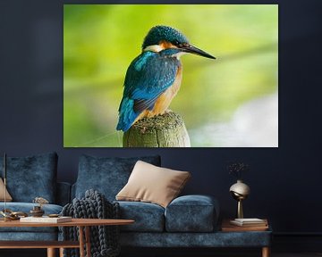 der Eisvogel mit seinen schönen Farben von Merijn Loch