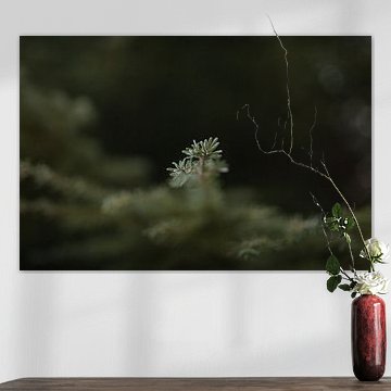 Het bos in de winter