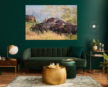 Cape Buffalo avec les Oxpeckers sur Amy Huibregtse