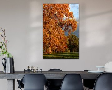 Colourful autumn tree by Heike Hultsch