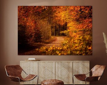 Warme herfstkleuren kleuren de beuken langs een oude landweg in de bossen in Drenthe op een mooie no van Bas Meelker