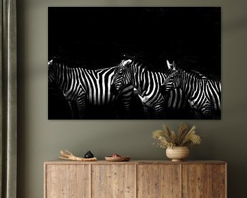 zebras by Francisco de Almeida
