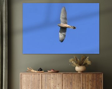 Torenvalk / Common kestrel (Falco tinnunculus) van Henk de Boer