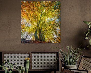 Alte Buche in einem Wald an einem schönen sonnigen Herbsttag von Sjoerd van der Wal Fotografie