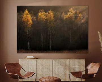 Autumn atmosphere with birches by Ton Drijfhamer