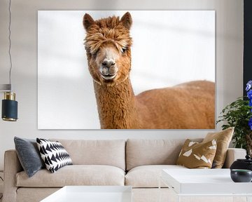 Alpaca van Anita Smink