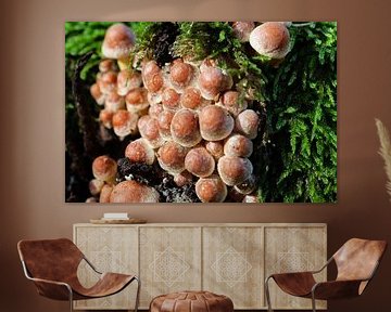 paddenstoelen van Marieke Funke