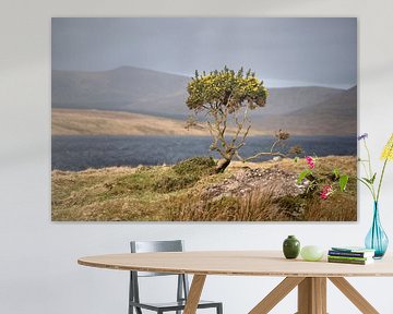 L'ajonc jaune en Irlande sur Bo Scheeringa Photography