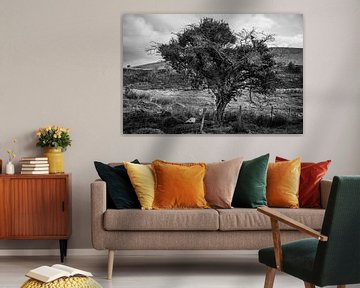 Märchenbaum in Irland (B&W) von Bo Scheeringa Photography