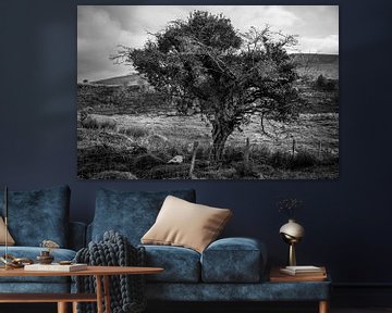 Sprookjesachtige boom in Ierland (B&W) van Bo Scheeringa Photography
