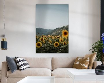 Tournesols contre les collines de la Forêt-Noire | Photographie de voyage colorée | sur Trix Leeflang