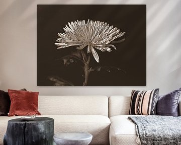 Chrysanthemum in sepia by Jose Lok