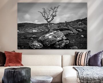 Lonely bald shrub in Ireland (b&w) by Bo Scheeringa Photography