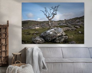 Lonely bald shrub in Ireland by Bo Scheeringa Photography