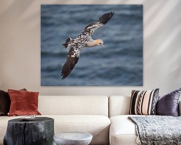 Brown Gannet bird sur Vincent Willems