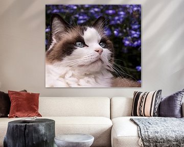 Ragdoll by Françoise Somers