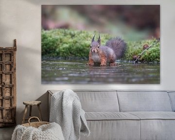 Squirrel stands a little awkward on the ice by Michel Roesink