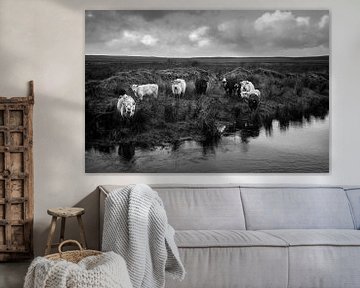 Grazend vee in Ierland (b&w) van Bo Scheeringa Photography