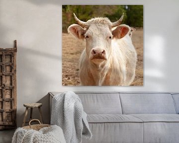 Witte, Franse Charolais koe van Andie Daleboudt