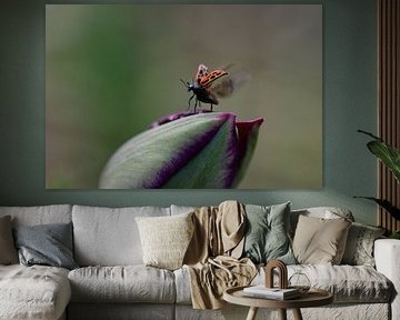 Rare ladybug. by Moniek van Hoof-Geenen