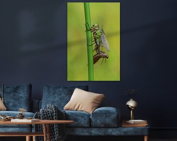 Groene Libelle van Moniek van Hoof-Geenen