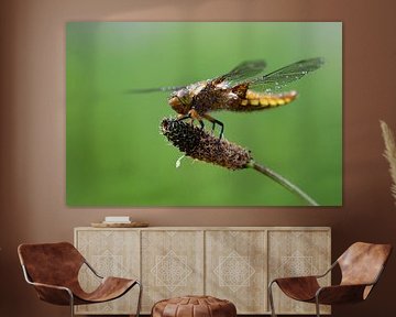 Yellow dragonfly