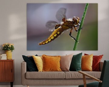 Yellow Dragonfly