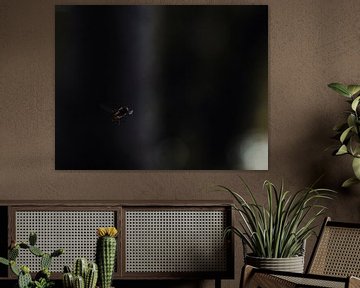 Hoverfly in the dark by Jeffrey Hoorns