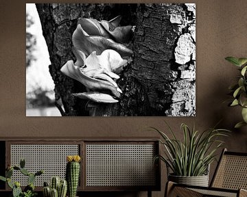 zwart wit foto grote zwammen, paddenstoel van Janny Schilderink......Atelier "de Tuute "