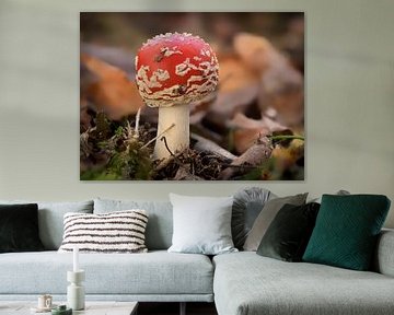 Champignon rouge dans la forêt sur Maikel Brands