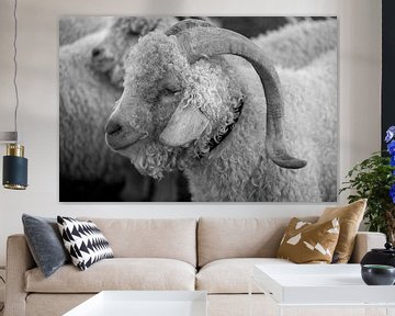 Moutons sur Bo Scheeringa Photography