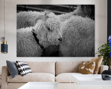 Sheep by Bo Scheeringa Photography