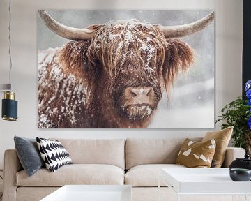 Porträt einer schottischen Highlander-Kuh in einem verschneiten Wald