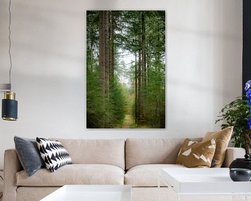 Path through a green pine tree forest during fall by Sjoerd van der Wal Photography