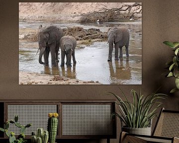 Wildlife: Afrikaanse olifanten lessen hun dorst in de rivier van Rini Kools