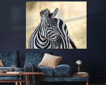 Wildlife in Tanzania: Solitary zebra on the savannah. by Rini Kools