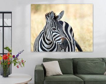 Wildlife in Tanzania: zebra op de savanne van RKoolspics