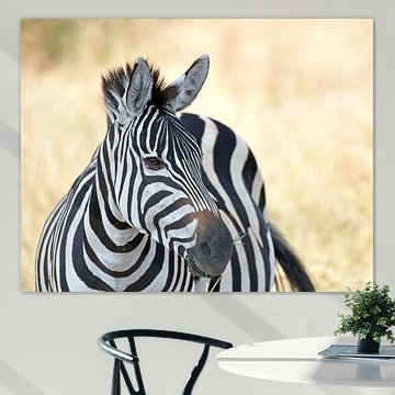 Wildlife in Tanzania: Solitary zebra on the savannah. by Rini Kools