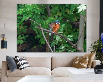 Der Eisvogel auf einem Ast von Merijn Loch