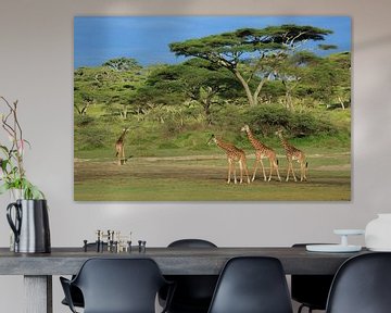 Giraffen onder de acacia van Anja Brouwer Fotografie