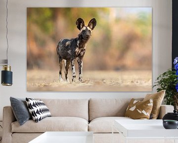 Wild dog on the lookout by Anja Brouwer Fotografie