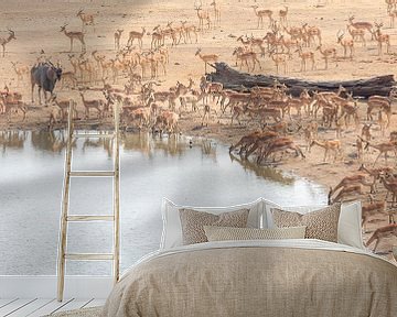 Elandantilope tussen impala's van Anja Brouwer Fotografie